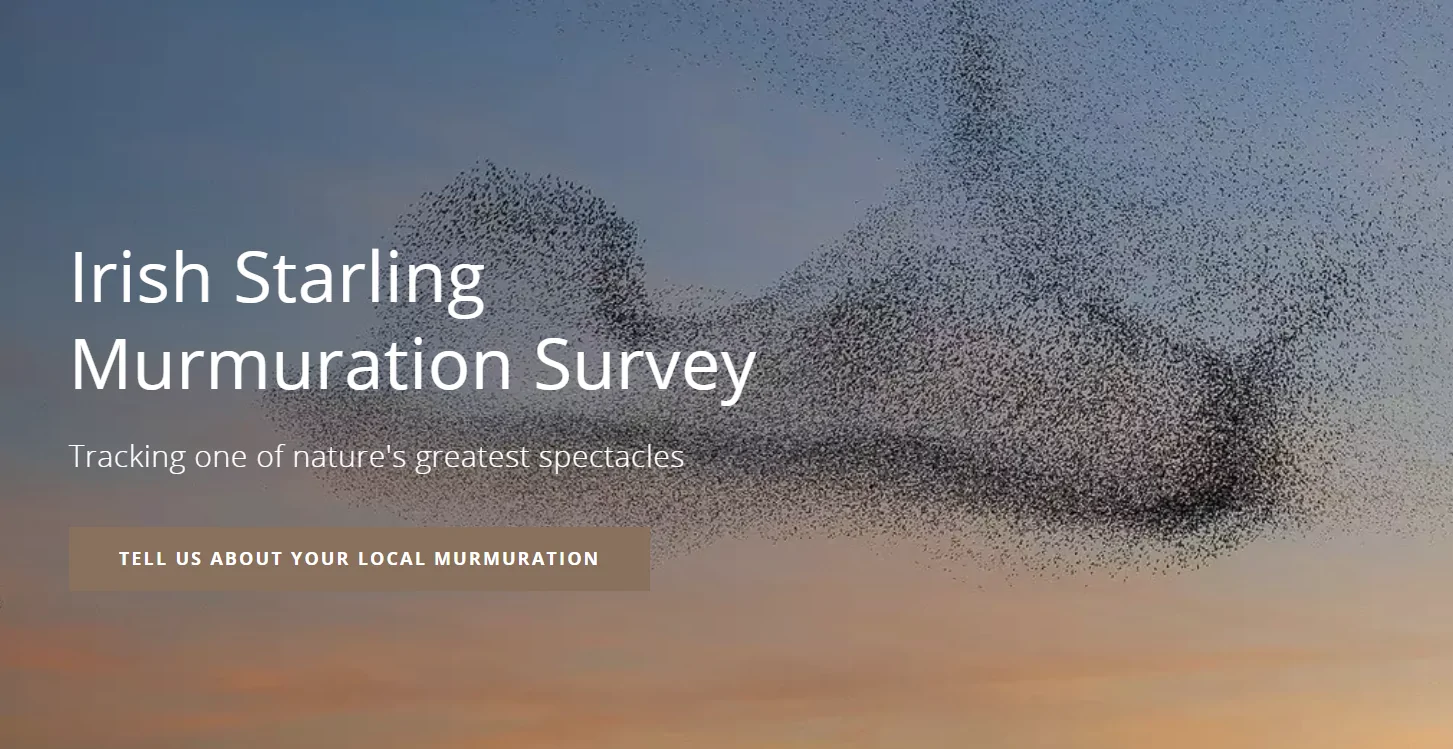 Banner of Irish Starling Murmuration Survey 2023/24