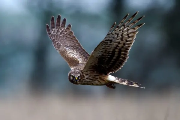 Picture of Hen Harrier